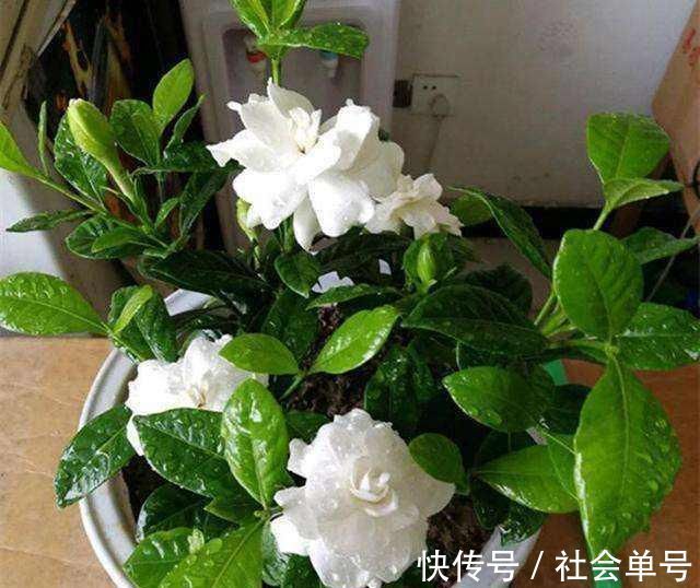 黄叶|养“栀子花”,注意1个小细节,不黄叶、不掉苞,油绿茂盛开花多
