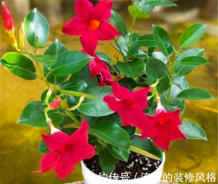 光照|8月专属开花机器飘香藤，学会5个小技巧，开花数百朵，香气迷人