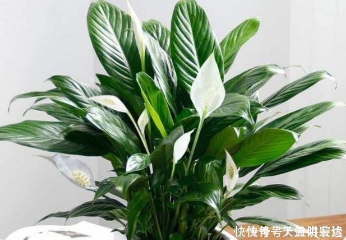 生物净化器|养花就养4种花,家里养一盆,甲醛、二手烟全跑光!