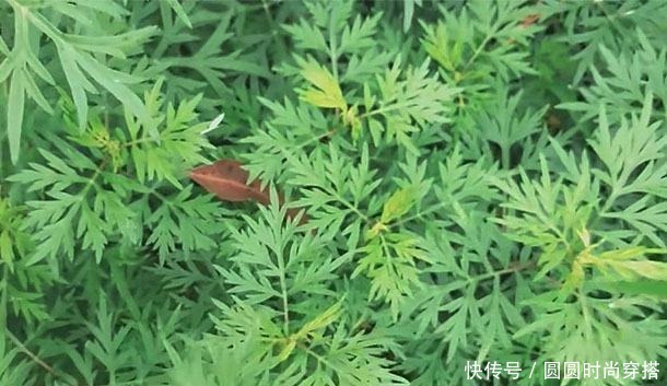 这菜浑身是“宝”,遇到我从不放过,和鸡蛋一起煮,常吃好处多!