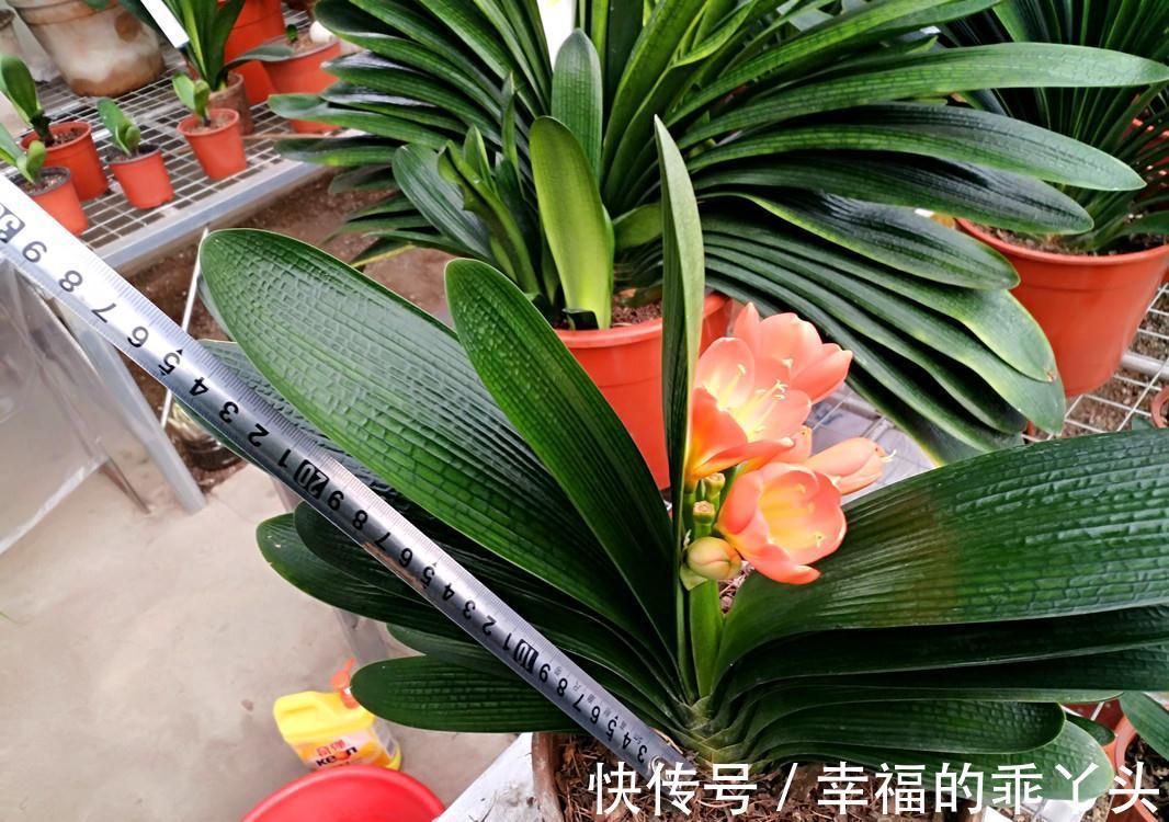 冬季养君子兰、牡丹该注意什么？注意把握细节，它们好看又好活