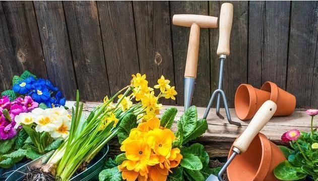 顺手|易过期的3种“小东西”,别再顺手扔了,用来养花,比淘米水强