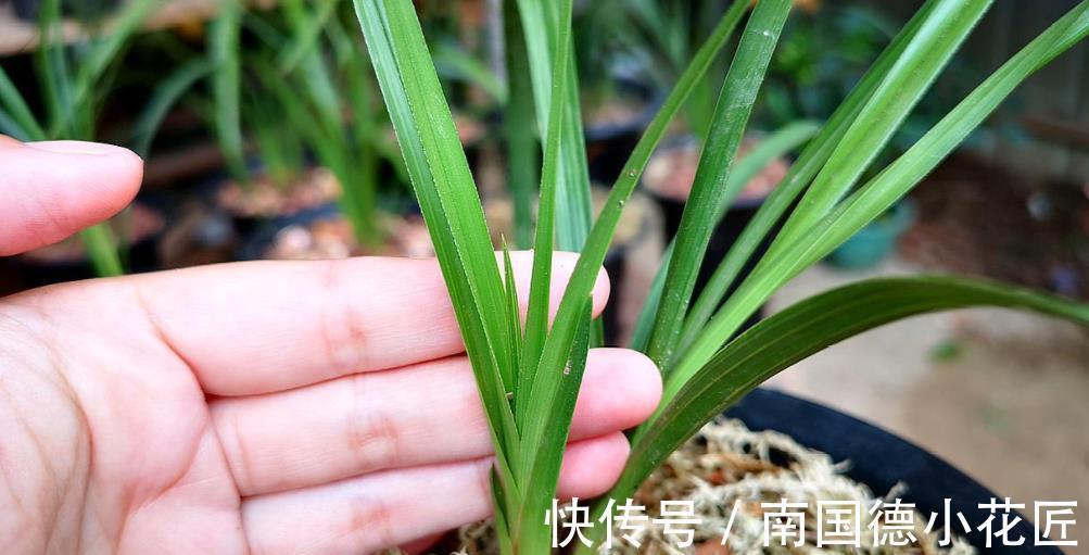 雾化水|兰花长出新苗后,教你3个小技巧,快速长大早开花