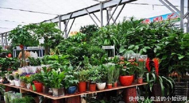 在花卉市场买花,要牢记“3不看”,不然买回“假花”,一养就死!