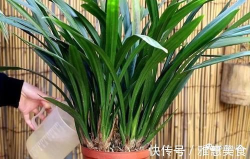 家庭养兰花,就怕4种错误养护,难怪总是养不好