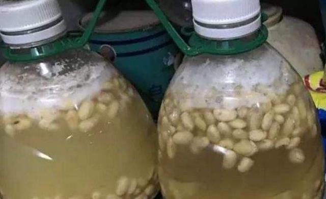 发酵|养花人都用的“黄豆水”,不是所有植物都能用,而且要用对方法