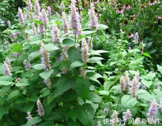 野草|含两片叶子能除口臭的野草,农村称为“山茴香”,才知道价值珍贵