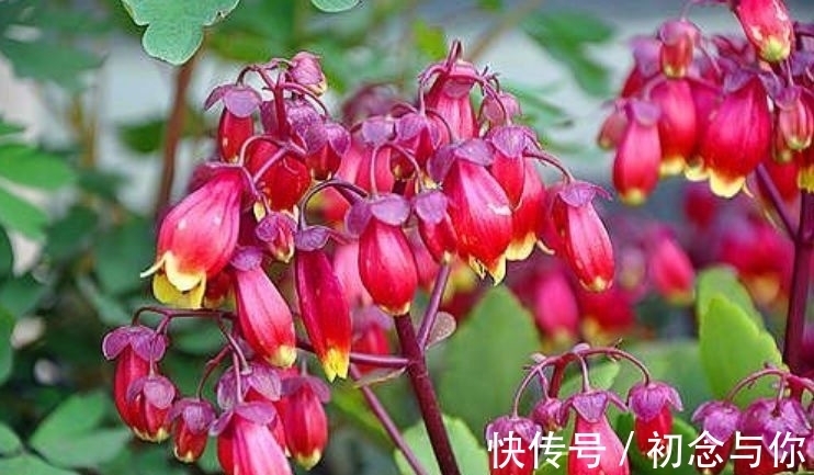 几款常见的花朵,越晒越开花,花朵美艳又迷人,花开绚烂