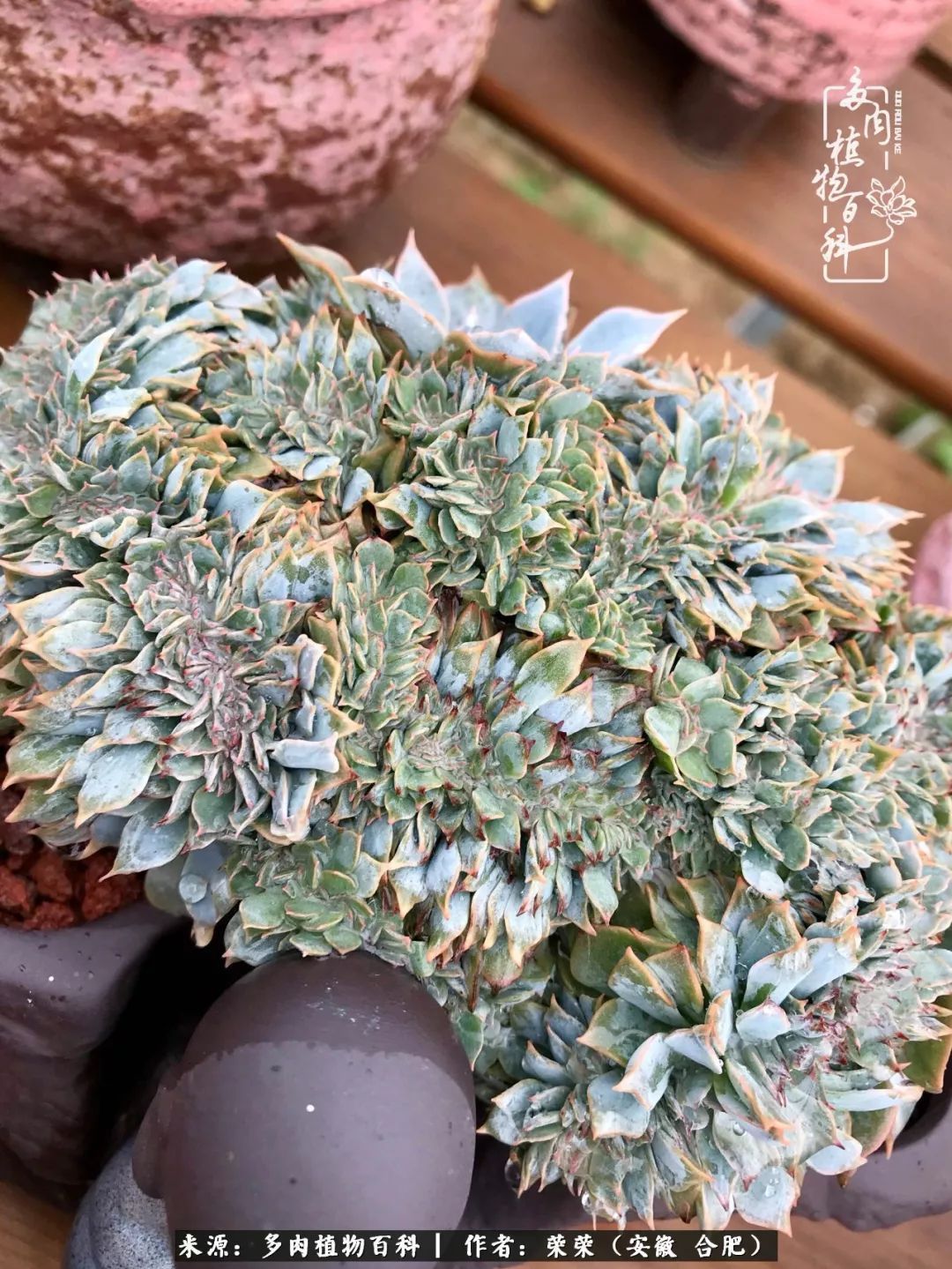 初秋时节,度夏后的多肉陆续回归!偷偷上了一层淡妆!