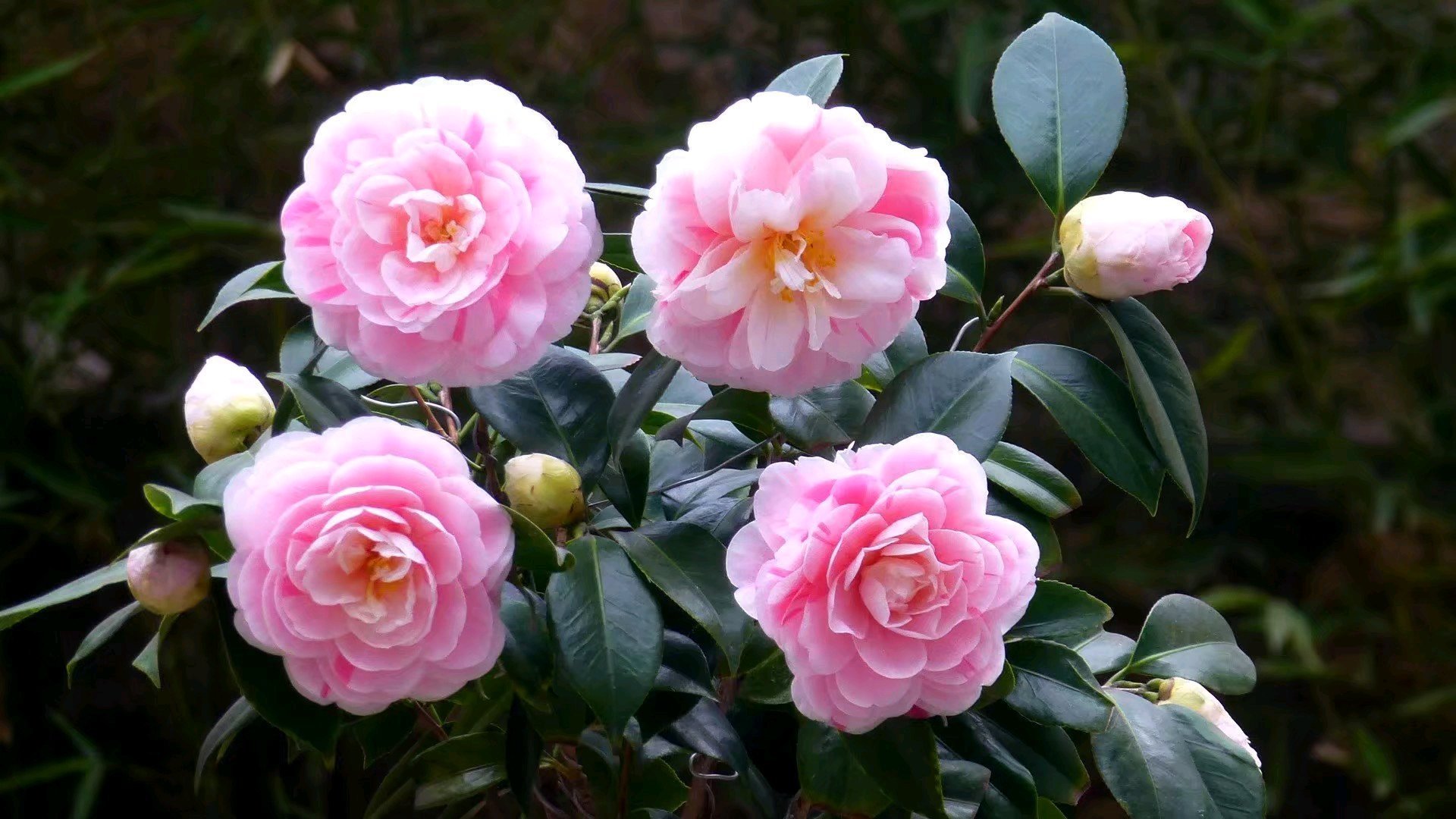 北方如何养好茶花教你几招，可使枝繁叶茂，叶色碧绿，年年开花