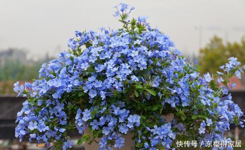 3月种上这种花，盛夏开花爬满墙，清新浪漫惹人爱！