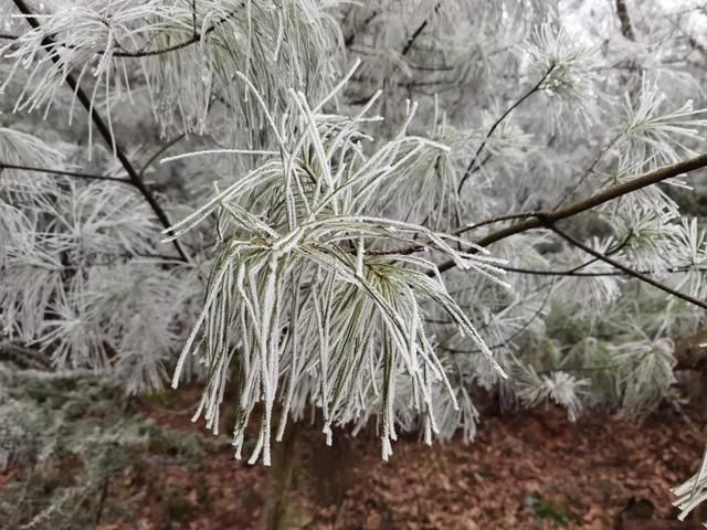 西翥街道|五华区西翥街道下雪啦！快来西翥打卡