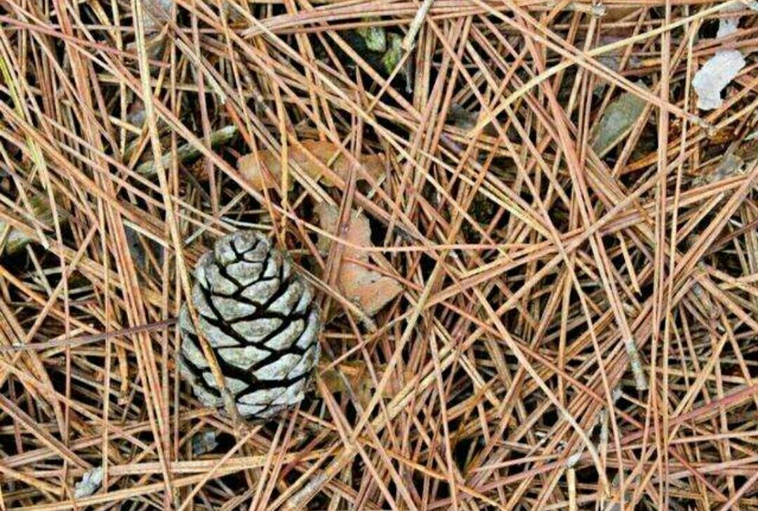 中和园|该怎么将松针应用到养花种草上？