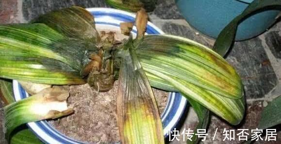 休眠期|栽培君子兰出现问题,基本是以下方面的原因,解决方案都在这里