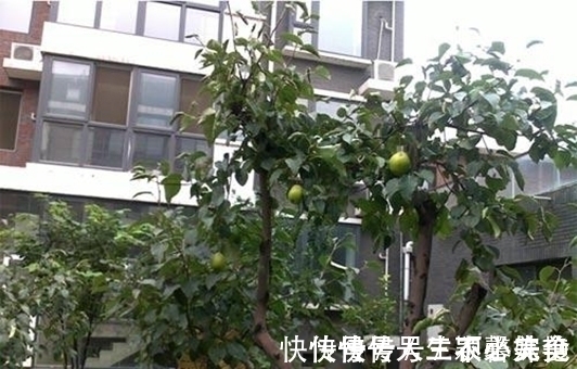 果树|阳台不要塞一大堆花盆了!学聪明女人种果树,好看又好吃