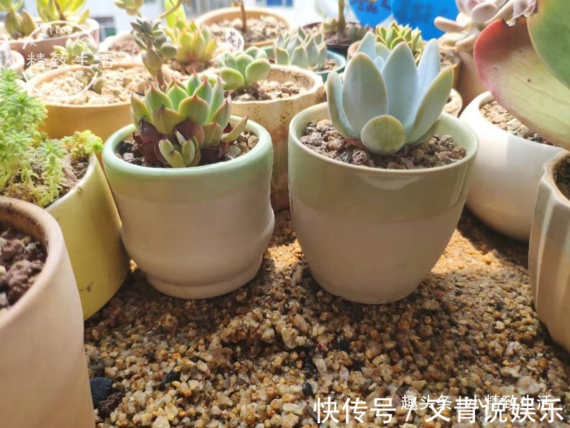 多肉阳台党度夏总结，收拾空盆，亡羊补牢，明年再战