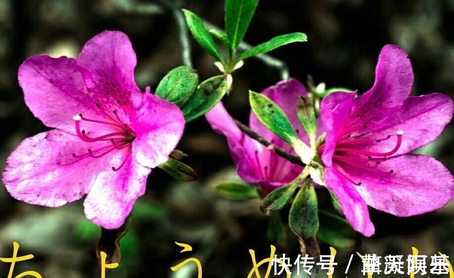 旧爱|未来9天,桃花芳香,感动神明,桃花朵朵,旧爱心软,追回旧爱