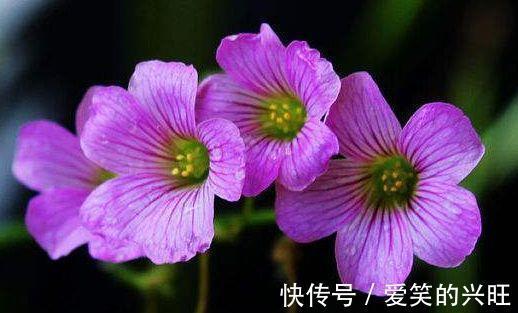 酢浆草|家里阳台必养此款花卉，耐寒易打理，美不胜收，一年四季都赏花