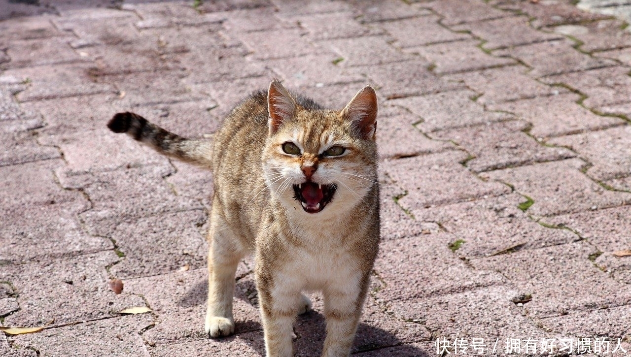 你们知道不同的喵叫声,分别代表什么吗?