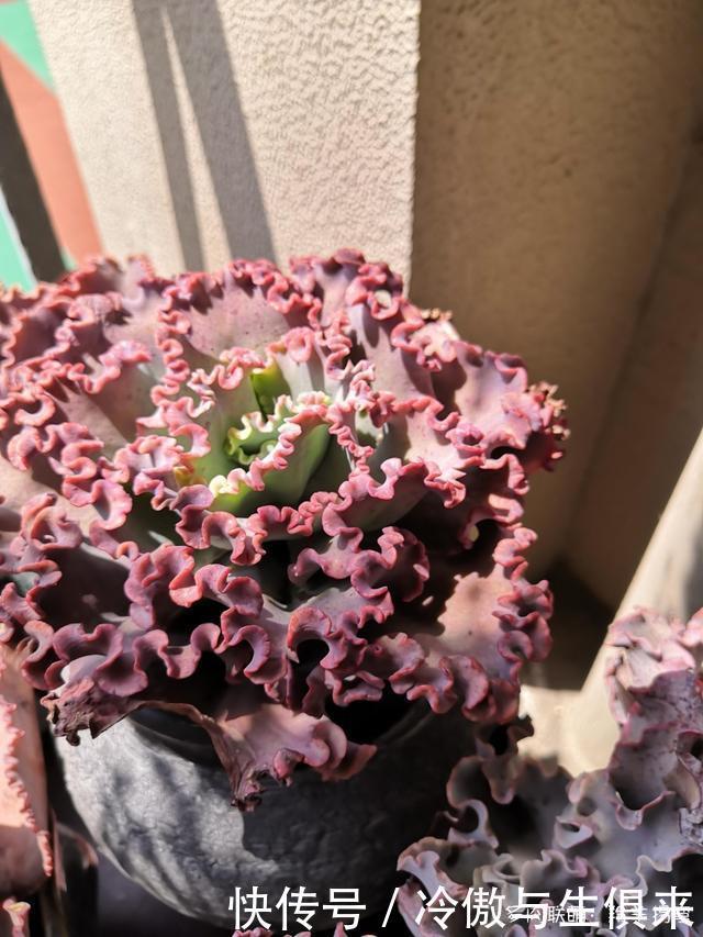 春天的包菜多肉有多美,梅雨季就有多像菜