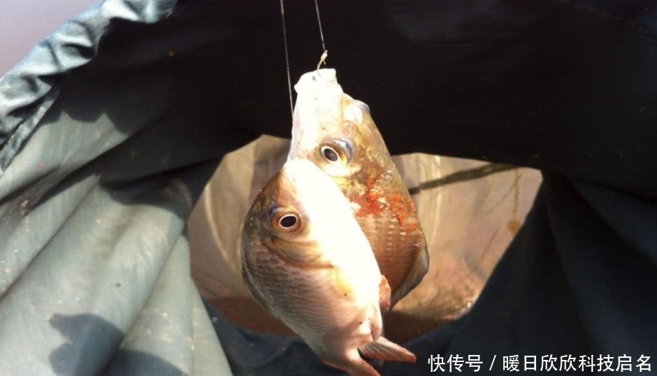 硬度|子线使用不当而导致跑鱼,真正的原因有这些,你知道吗?