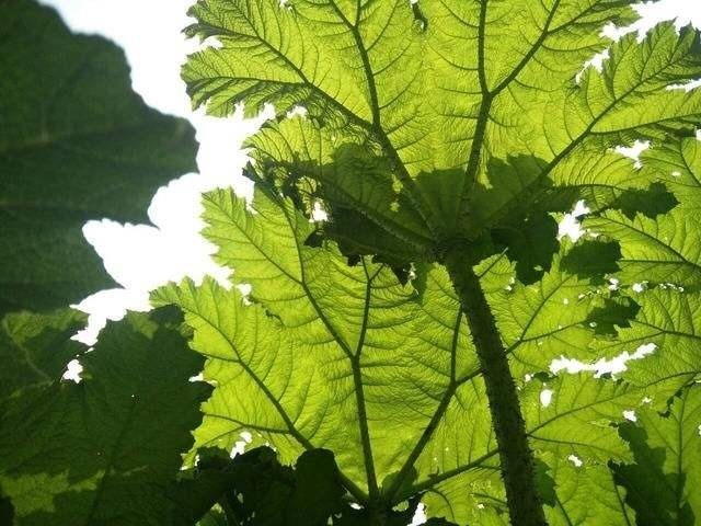 阳台|世界最大的叶子是它，1片能给10人遮雨，阳台种一盆就挤爆！