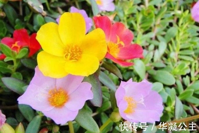 4种花很耐养,沾土就能活,花大色艳,全年开花不断