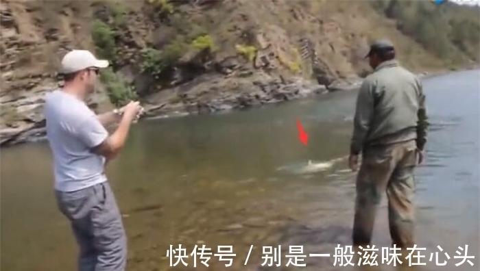 鲤鱼|长得像金黄色的鲤鱼,但鱼鳞片比较粗大,认出是什么鱼不?