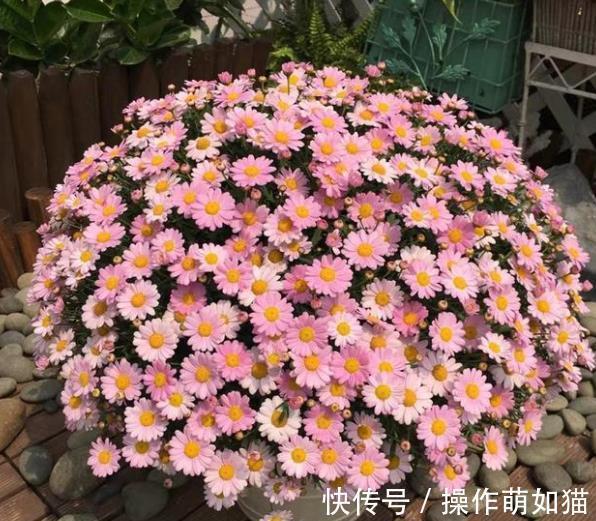 6种花爱“吃土”,10月赶紧换盆,不然长势弱来年花量减半