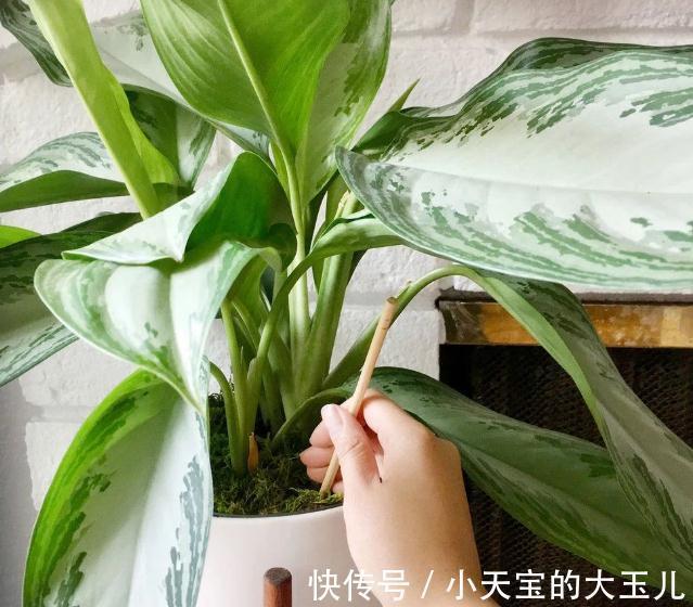 给花换盆注意这3点，否则换一盆死一盆，千万牢记