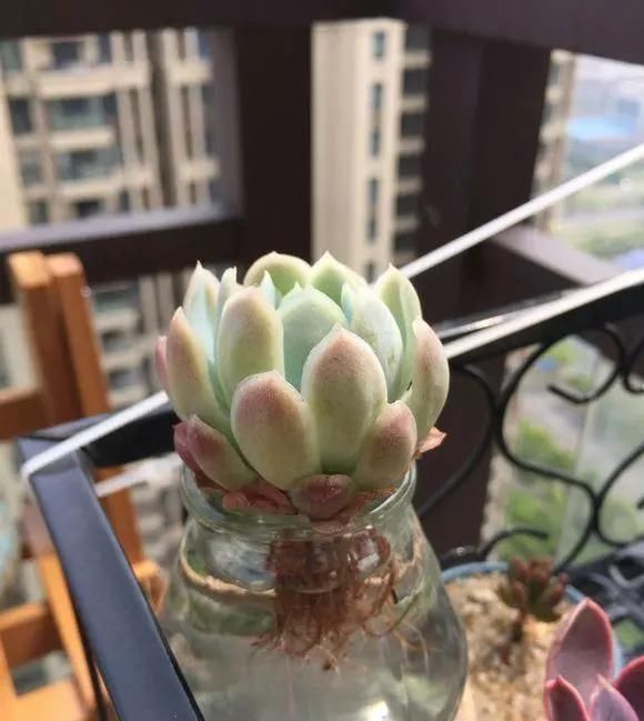 芦荟|这3种花养不好,赶紧扔水里,越长越来劲