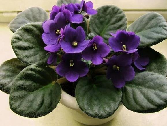 年轻人养花必备技能4个简单小技巧,让小白轻松掌握盆栽要领