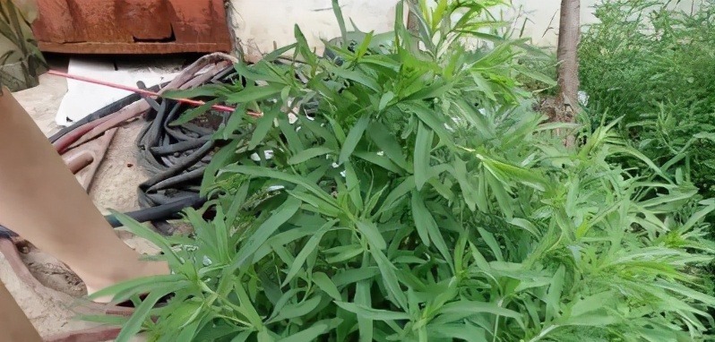 地肤子|越吃眼睛越明亮的一道菜,孩子吃最好,营养解馋,给肉都不换