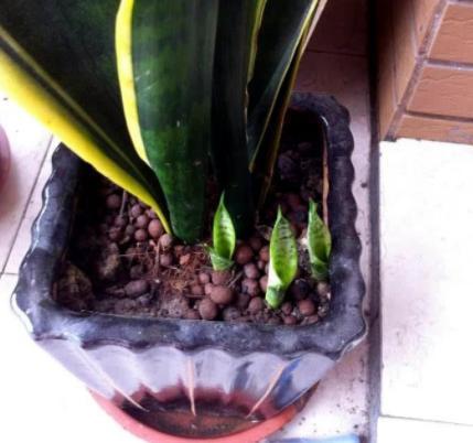 虎皮兰不长新芽挖出来一些土壤,养护得当,短时间内轻松爆盆