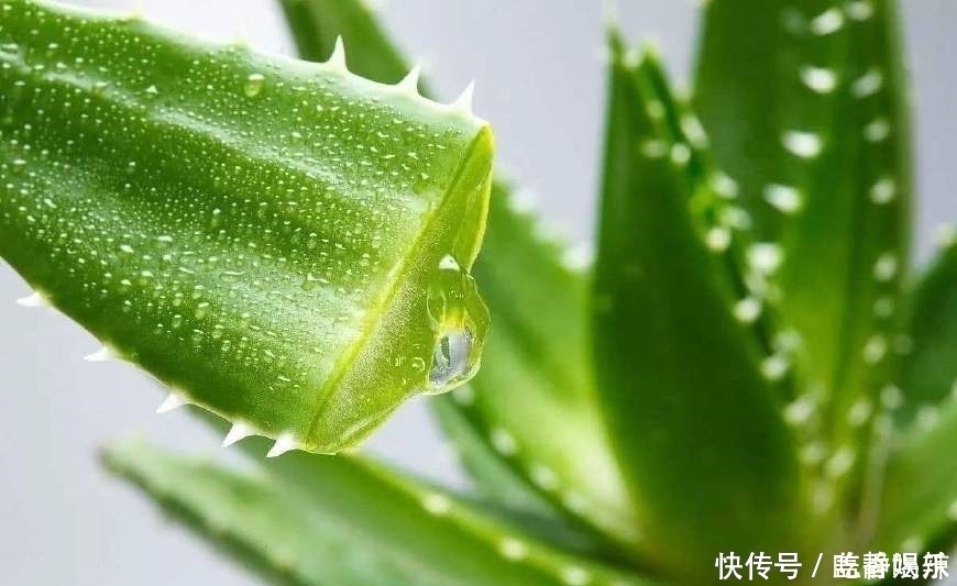 芦笋|天然的“降糖药”找到了，经常吃一点，有效降血糖，远离糖尿病