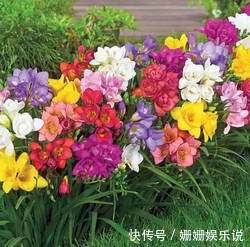 花卉|喜欢在家养护花卉,就选3种花卉,花色艳丽,花期长,开花量繁多