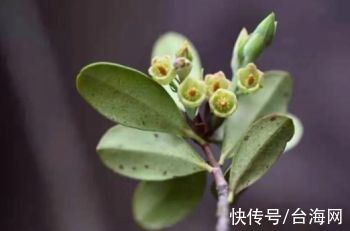 中医药|亮相北京冬奥会！漳州惊现“新物种”→