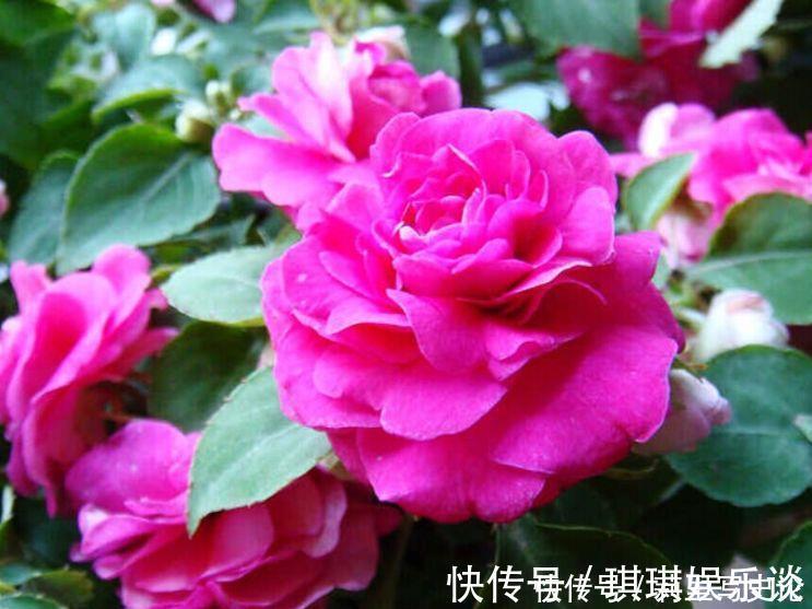 飘香|适合阳台养护的花卉,阳台开出花海,满屋子飘香,南北方都能养