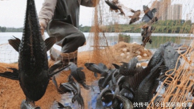 物种|中国吃货都甘拜下风:国人唯一不敢吃的物种,在越南却被吃干抹净