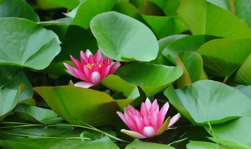 健康|夏日养生首选：它出淤泥而不染，不油不腻，健康美味！