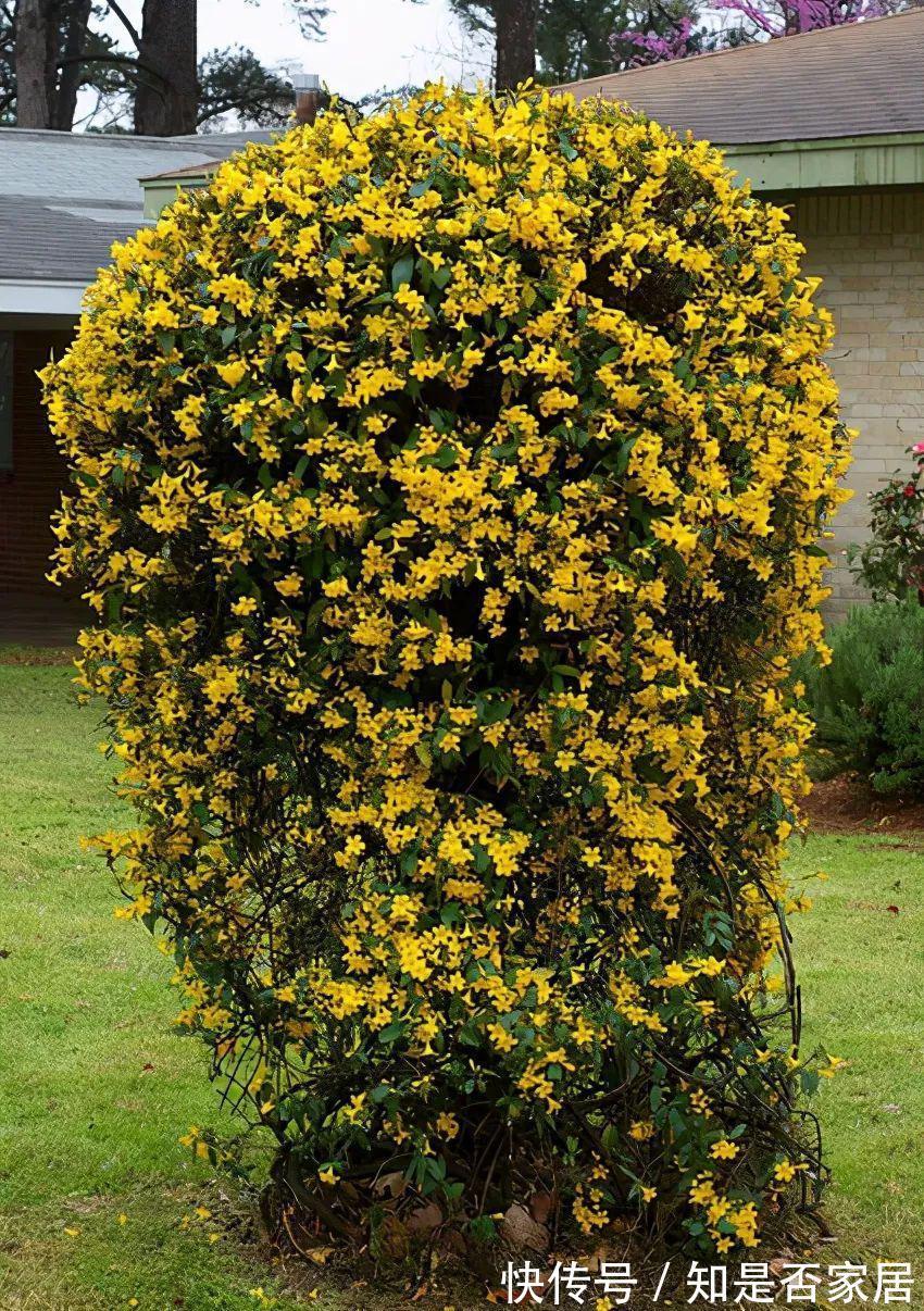 汁液|毒性很强的“网红花”,商家告诉你它有多好看,闭口不提它有多毒