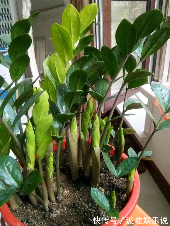 绿森林|8种“漂亮花”别晒大太阳，一晒就耷拉，客厅不见光，养成绿森林