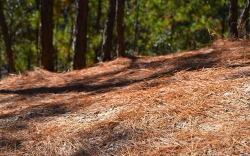 松针收集的足够多，处理方法正确，从此养花再不用掏钱买土、肥