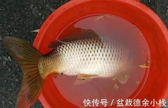 玉米|饵料不止腥和香,野钓大鱼臭味才是杀手锏,猾鲤也乖乖咬钩