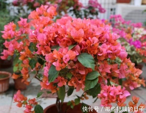 花树|三角梅开花稀稀拉拉,满足它3个“要求”,一次开爆盆,开成花树