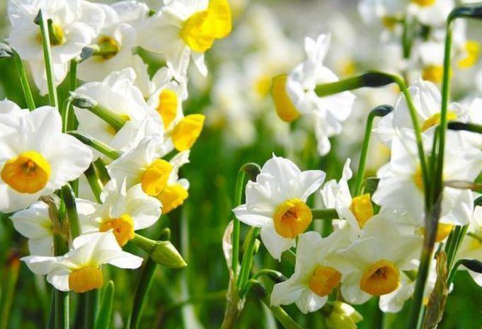 养花就养这几款,全年开花不停,花开爆盆美如花,枝头窜满花苞