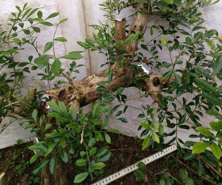 光照|此花是天然盆景,主干质朴大气,枝叶造型独特,自带扑鼻的香气