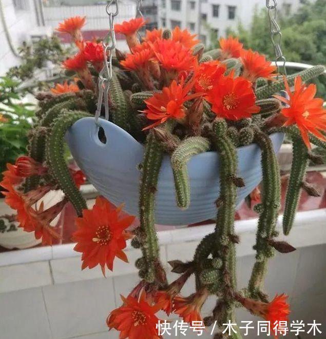 几种花好养易活,沾土就能活,开花就爆盆,不易生病