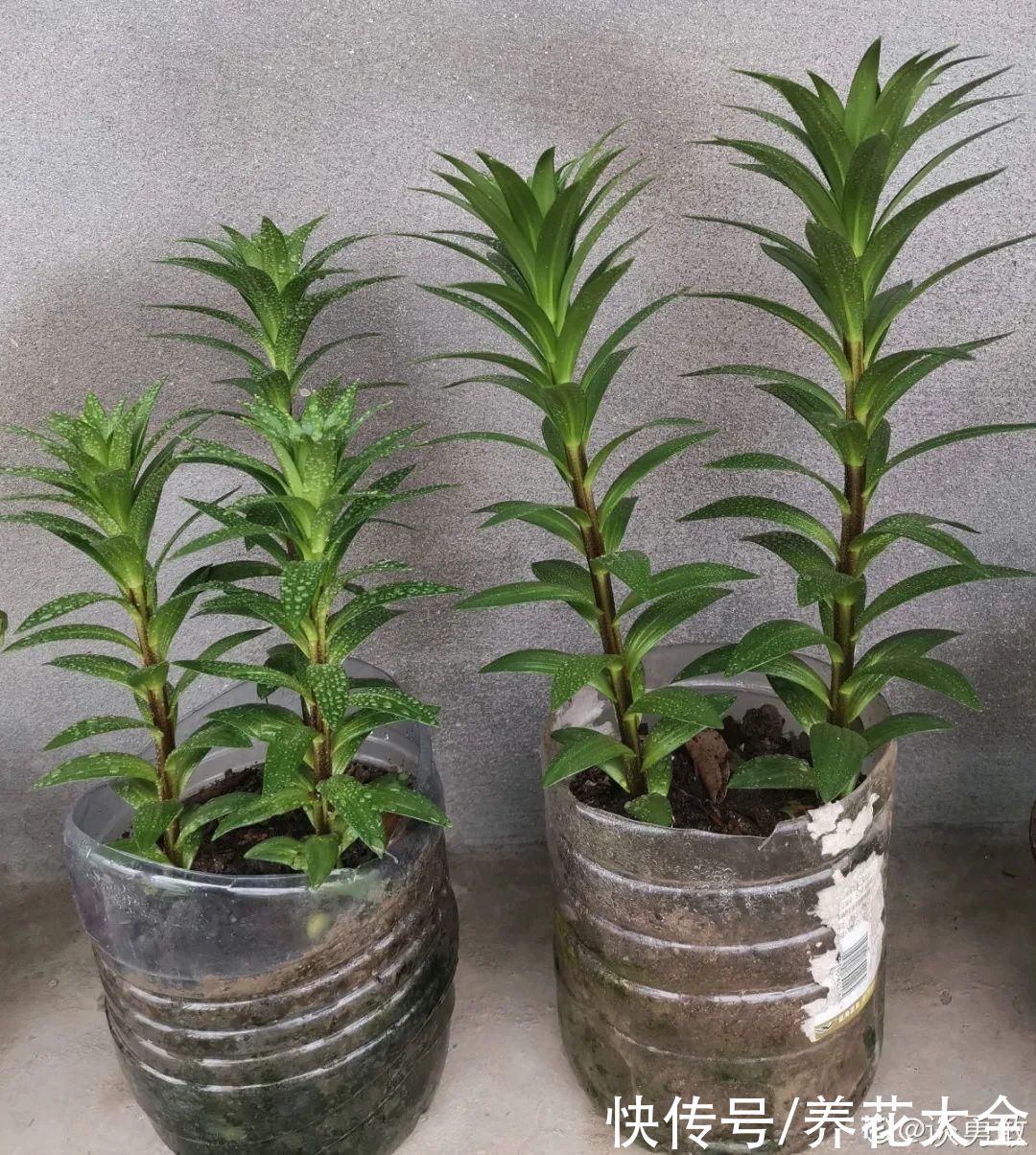 带花芽的枝条不能修剪，未来全是花苞，一剪就亏了