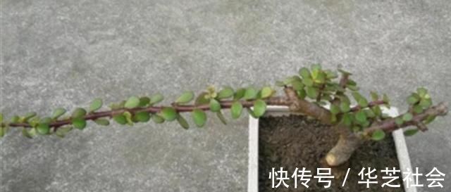 养金枝玉叶，怎样修剪、整形，才能把它打造成更美观的盆景